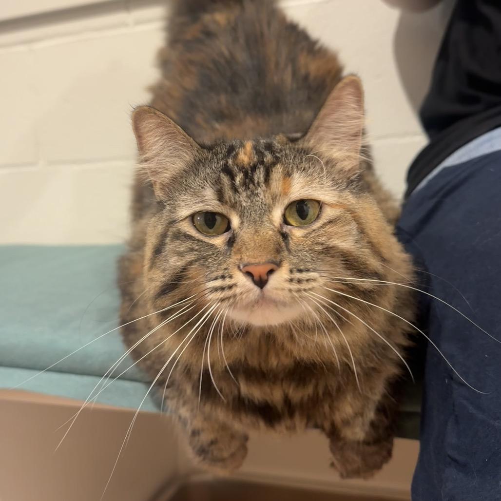 Keanu, Adoptable, Adult Female Domestic Long Hair.