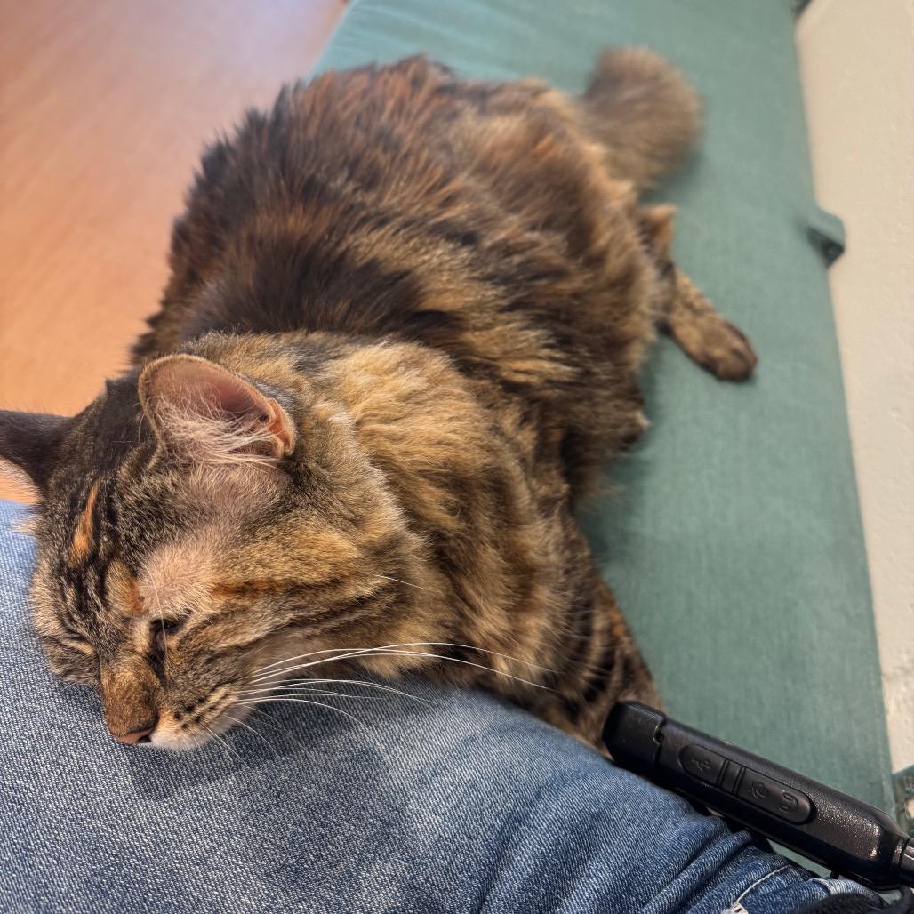 Enlarge Keanu, a Adoptable Domestic Long Hair in Buellton, CA image 4/6