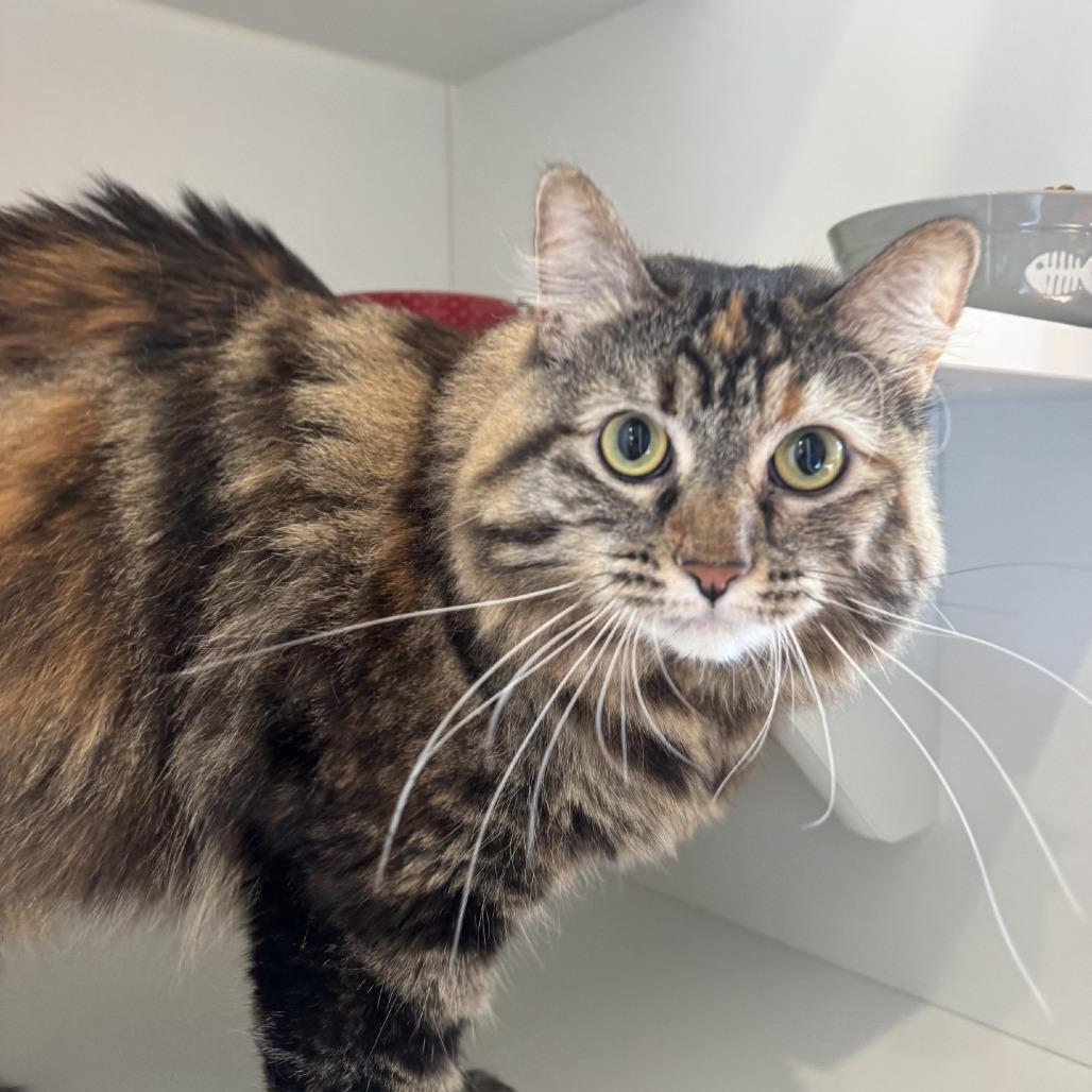 Enlarge Keanu, a Adoptable Domestic Long Hair in Buellton, CA image 2/3