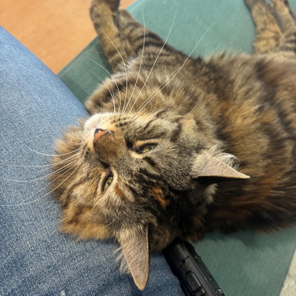 Enlarge Keanu, a Adoptable Domestic Long Hair in Buellton, CA image 5/6