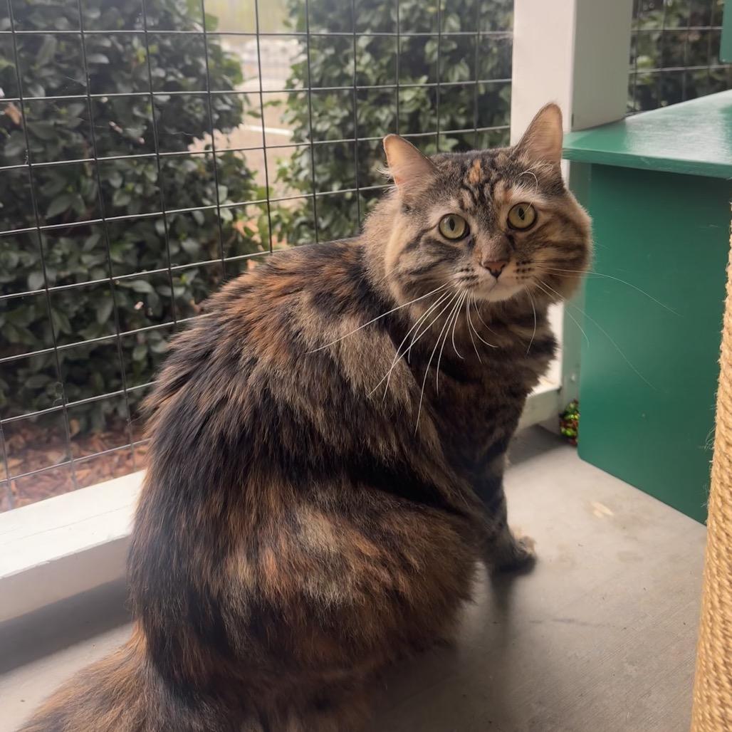 Enlarge Keanu, a Adoptable Domestic Long Hair in Buellton, CA image 3/3