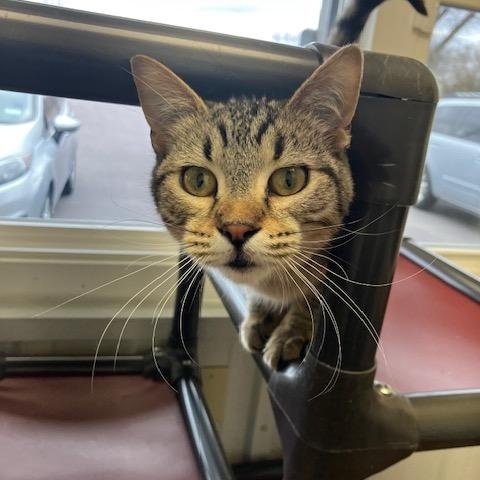 Saturn, Young Male Domestic Short Hair