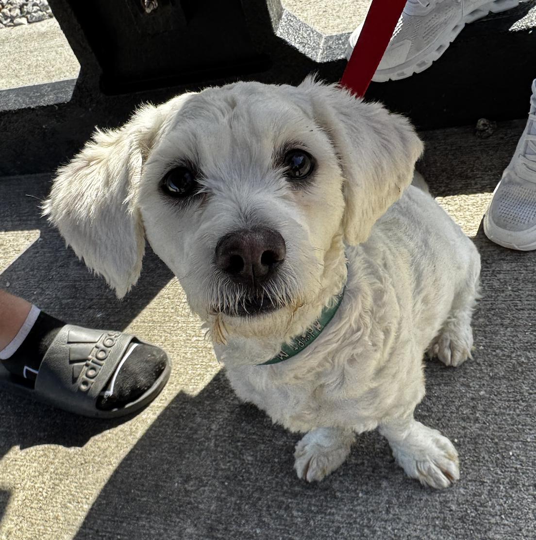 Gizmo, Adoptable, Young Male Maltese.