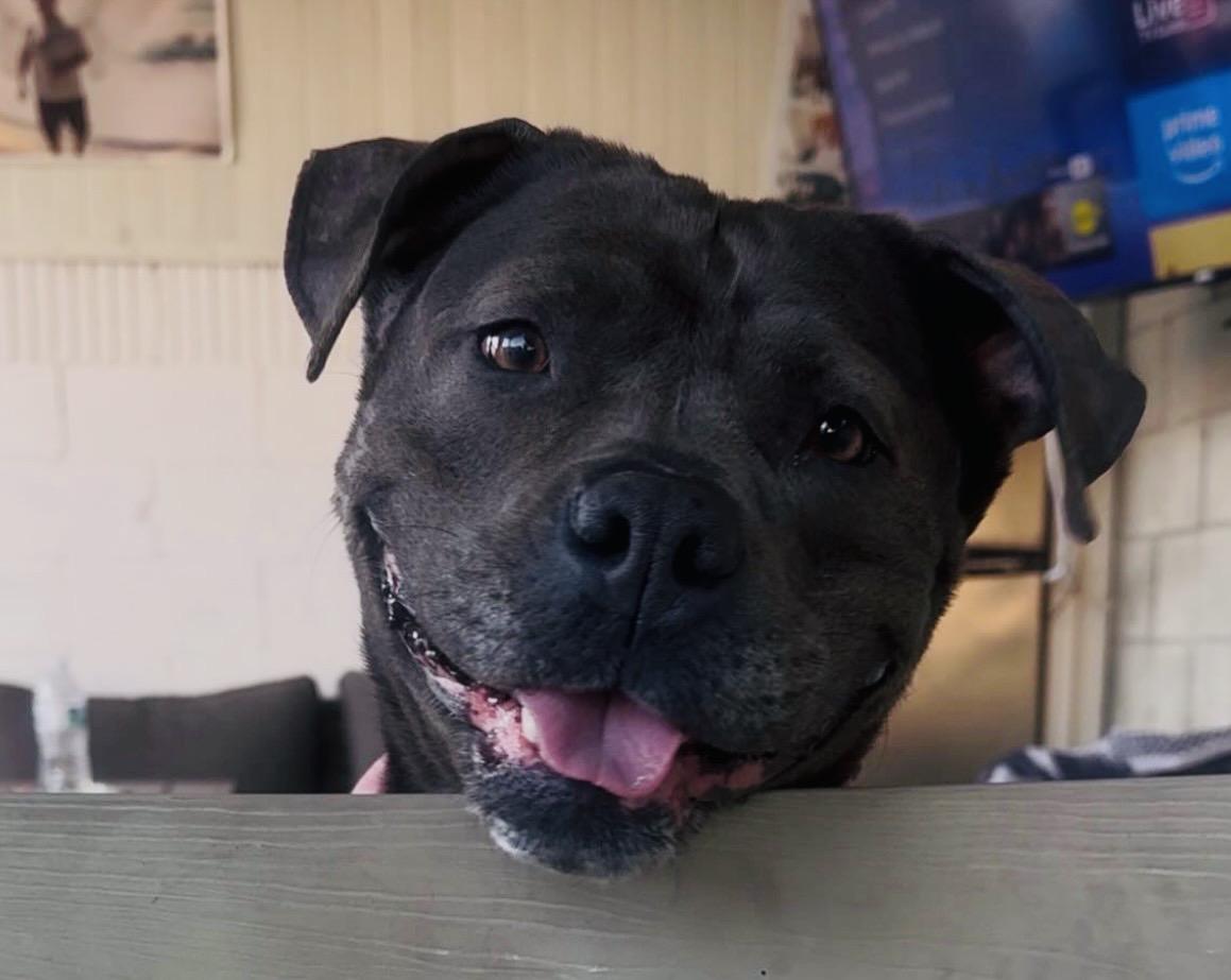Enlarge Boujee, a Adoptable Staffordshire Bull Terrier in Canyon Country , CA image 1/6