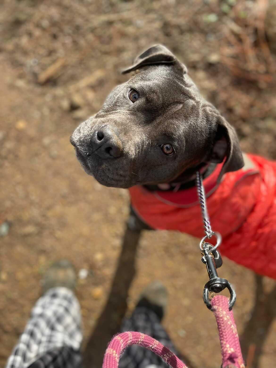 Enlarge Boujee, a Adoptable Staffordshire Bull Terrier in Canyon Country , CA image 6/6