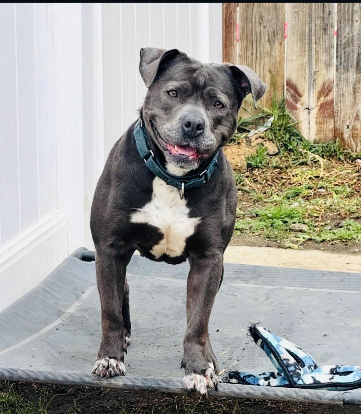 Enlarge Boujee, a Adoptable Staffordshire Bull Terrier in Canyon Country , CA image 2/6