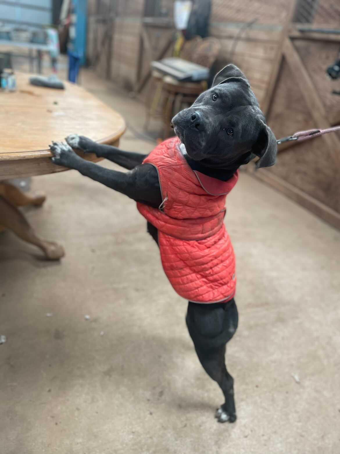Enlarge Boujee, a Adoptable Staffordshire Bull Terrier in Canyon Country , CA image 4/6