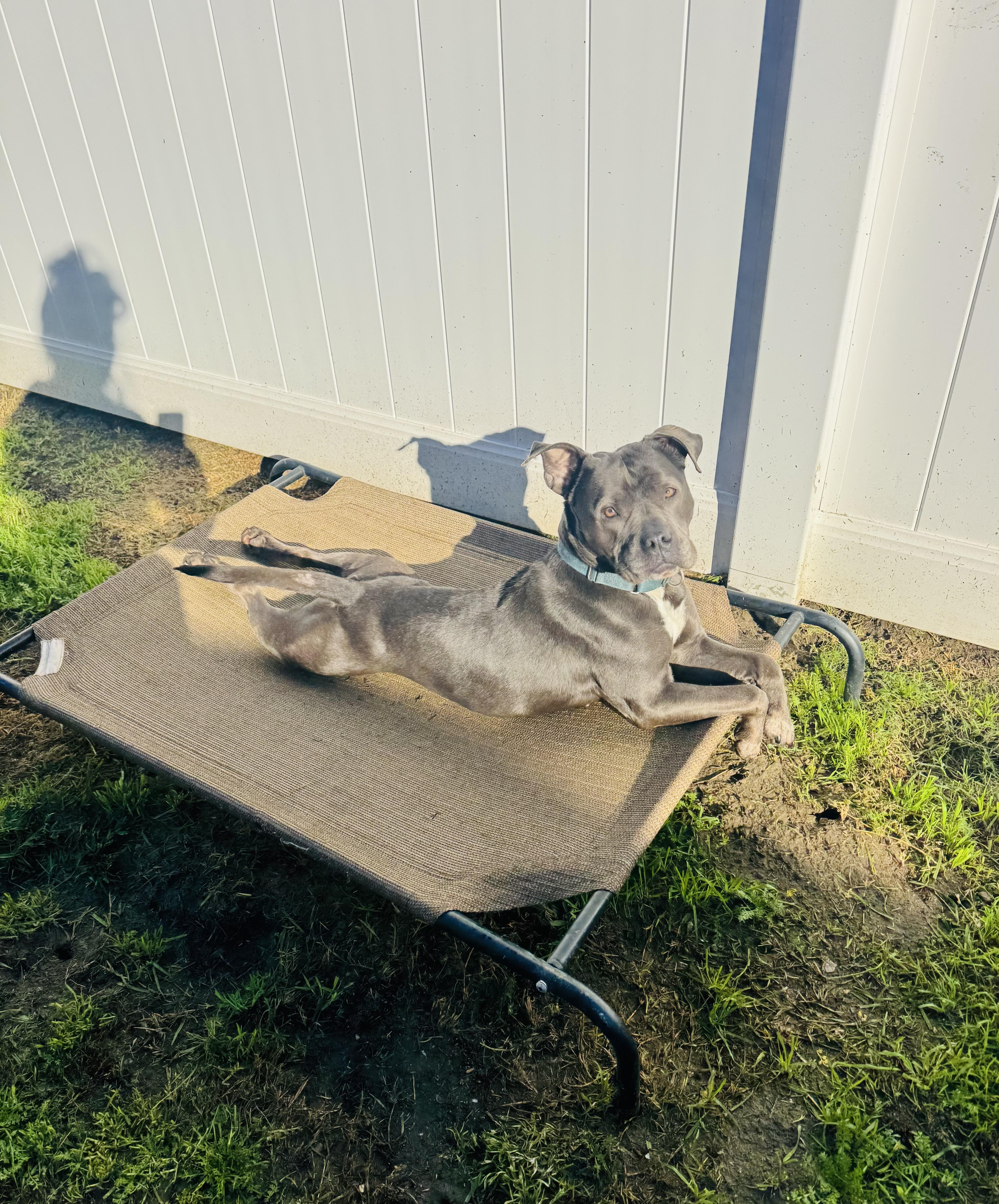 Enlarge Boujee, a Adoptable Staffordshire Bull Terrier in Canyon Country , CA image 3/6
