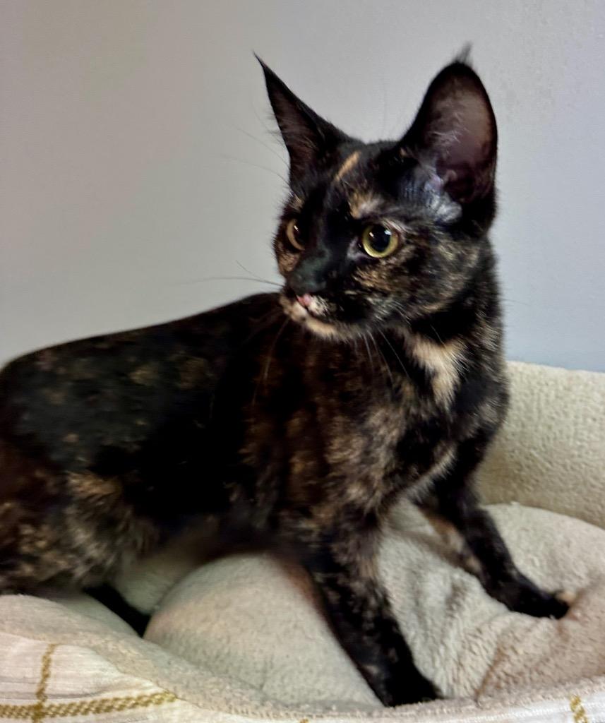 Enlarge Chant, a Adoptable mixed breed in Waynesville, MO image 1/1