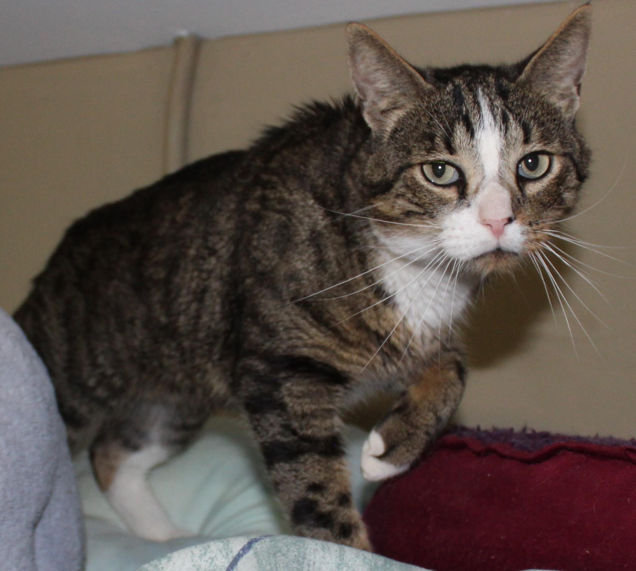 Scully, an adoptable Domestic Short Hair in Huron, SD, 57350 | Photo Image 1