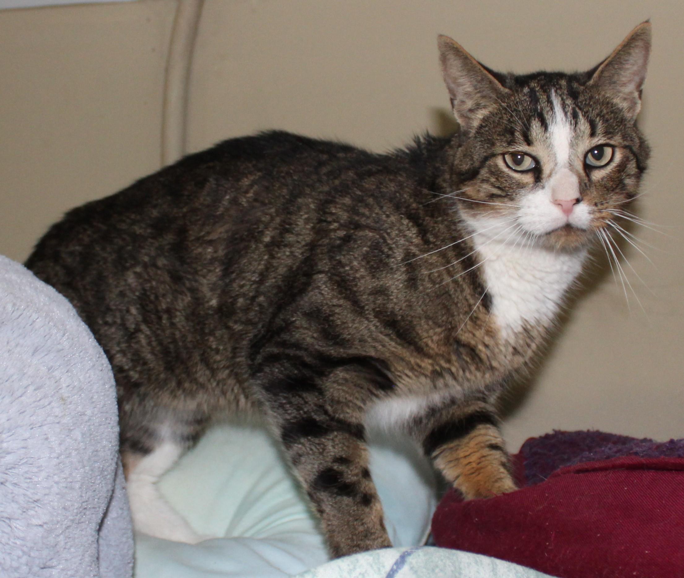 Scully, an adoptable Domestic Short Hair in Huron, SD, 57350 | Photo Image 4