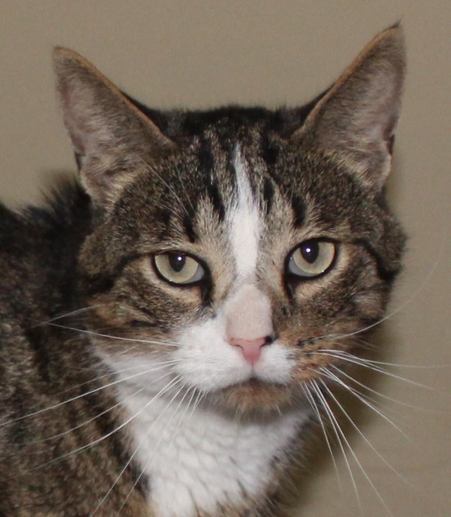 Scully, an adoptable Domestic Short Hair in Huron, SD, 57350 | Photo Image 3