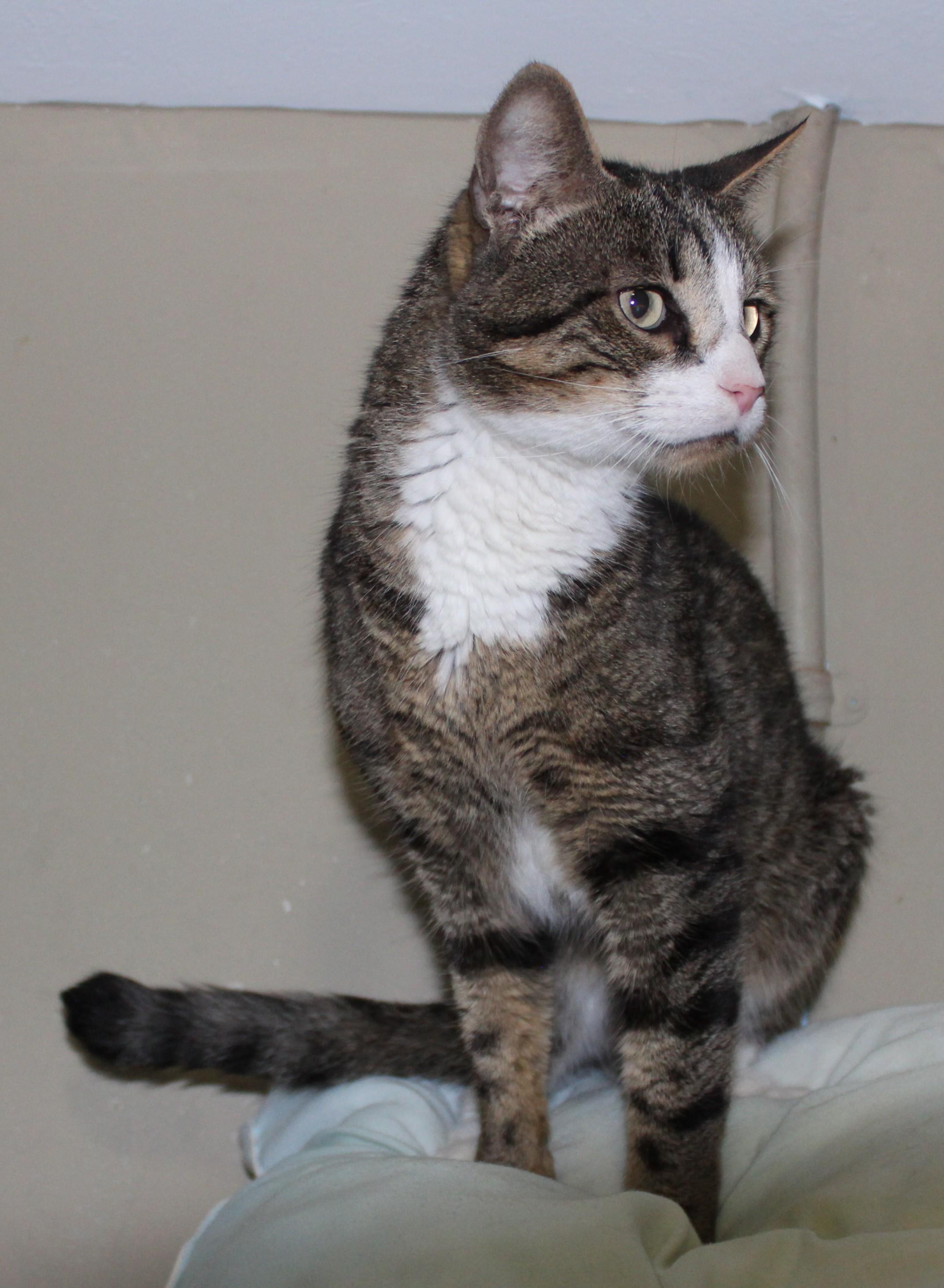 Scully, an adoptable Domestic Short Hair in Huron, SD, 57350 | Photo Image 2