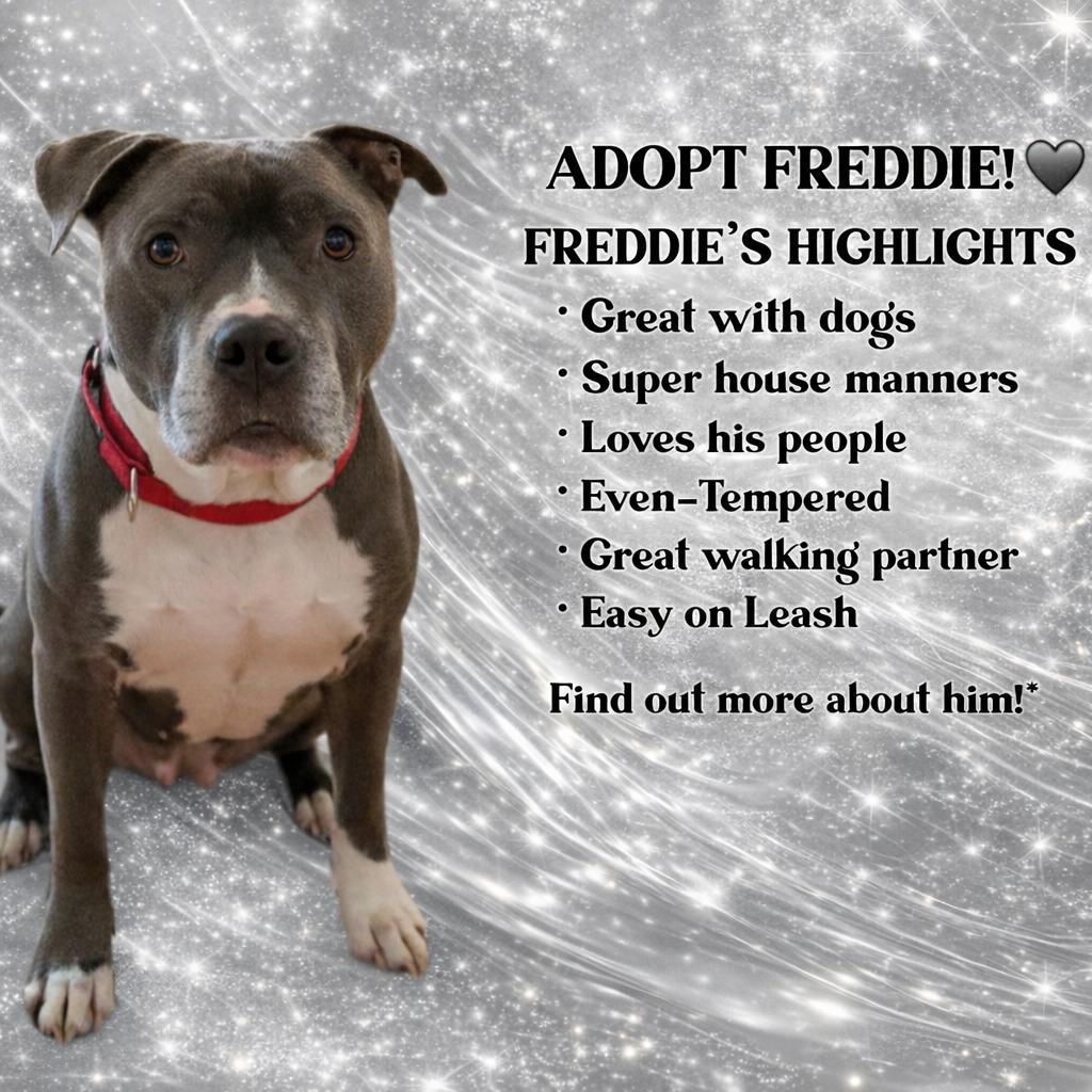 Freddie, a Adopted Pit Bull Terrier in Spotsylvania, VA image 1/3