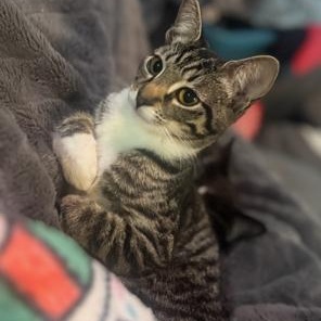 Enlarge Muffin, a Adoptable Domestic Short Hair in Lodi, CA image 3/4