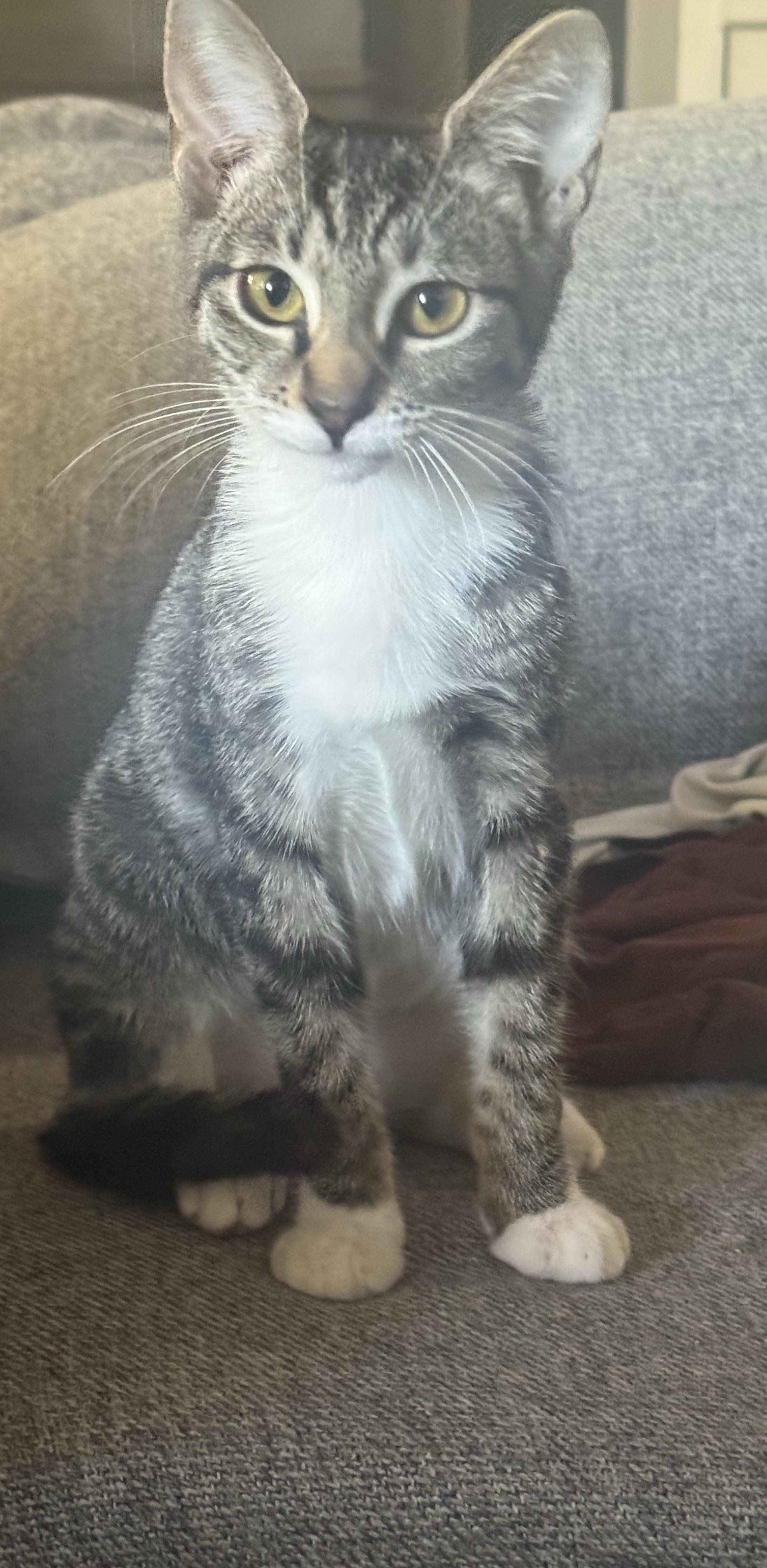 Enlarge Muffin, a Adoptable Domestic Short Hair in Lodi, CA image 2/4