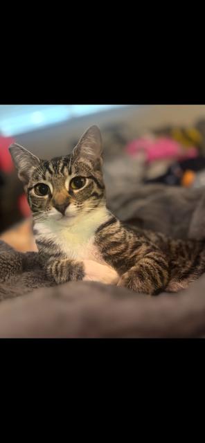 Enlarge Muffin, a Adoptable Domestic Short Hair in Lodi, CA image 4/4