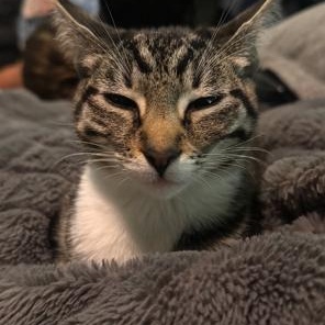 Enlarge Muffin, a Adoptable Domestic Short Hair in Lodi, CA image 1/4