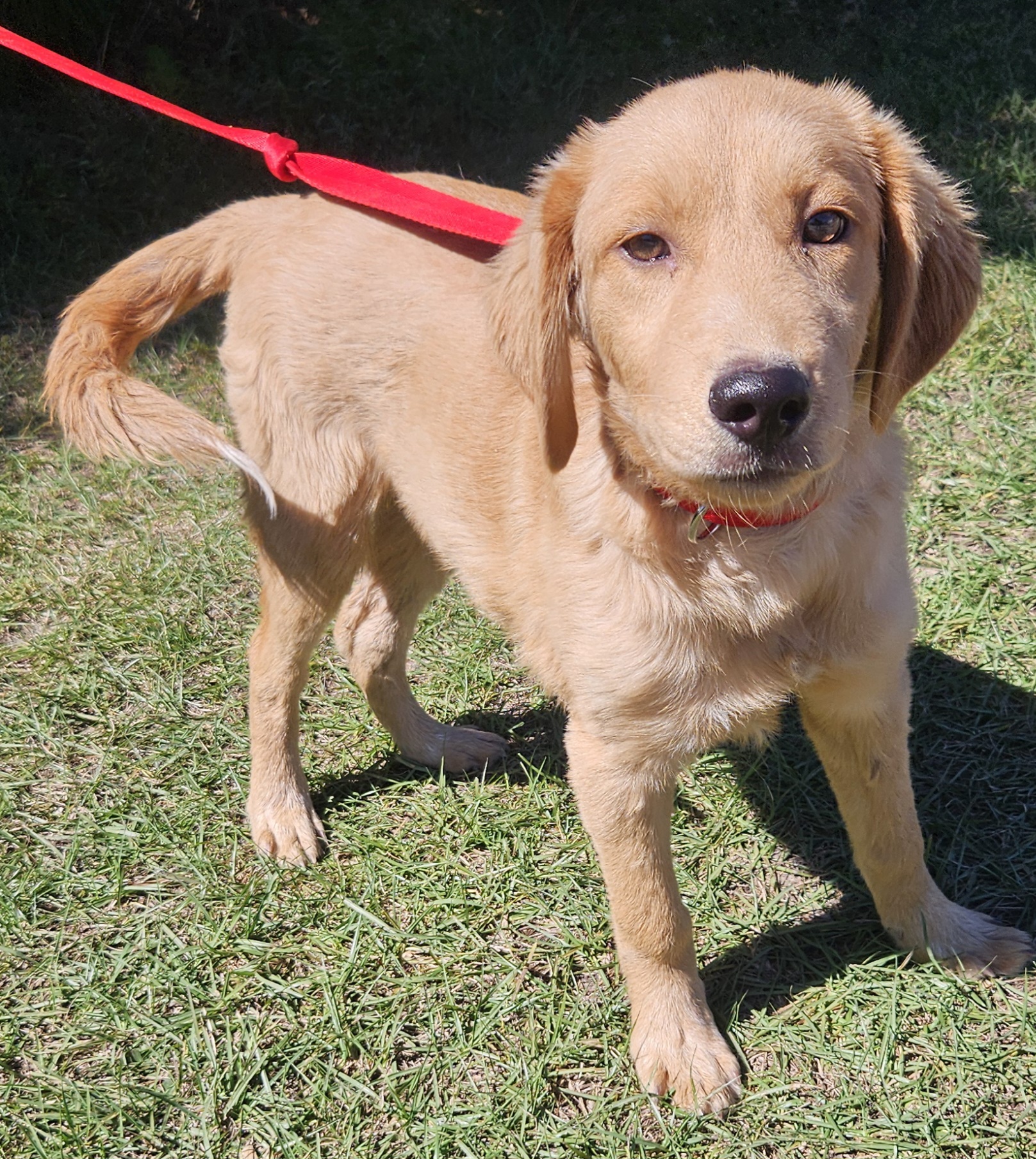 Dog for adoption Luigi, a Golden Retriever Mix in Hartford, CT