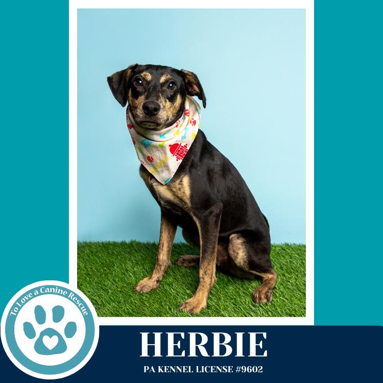 Herbie 041826, Adoptable, Young Male Feist.