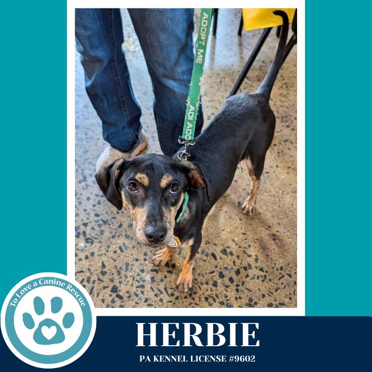 Enlarge Herbie 041826, a Adoptable mixed breed in Kimberton, PA image 2/5
