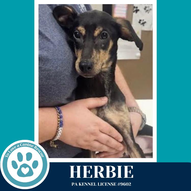 Enlarge Herbie 041826, a Adoptable mixed breed in Kimberton, PA image 3/5