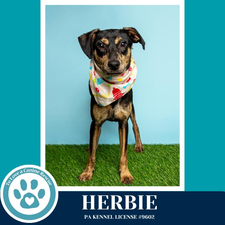 Enlarge Herbie 041826, a Adoptable mixed breed in Kimberton, PA image 4/5