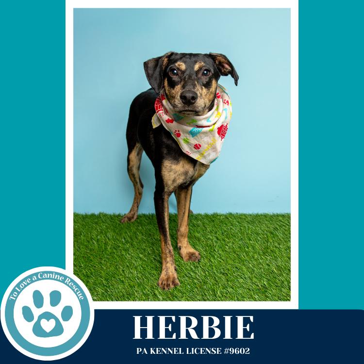 Enlarge Herbie 041826, a Adoptable mixed breed in Kimberton, PA image 5/5