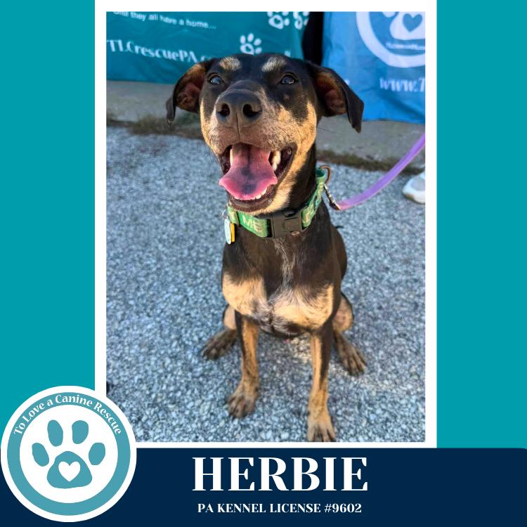 Herbie 041826, a Adoptable mixed breed in Kimberton, PA image 5/5
