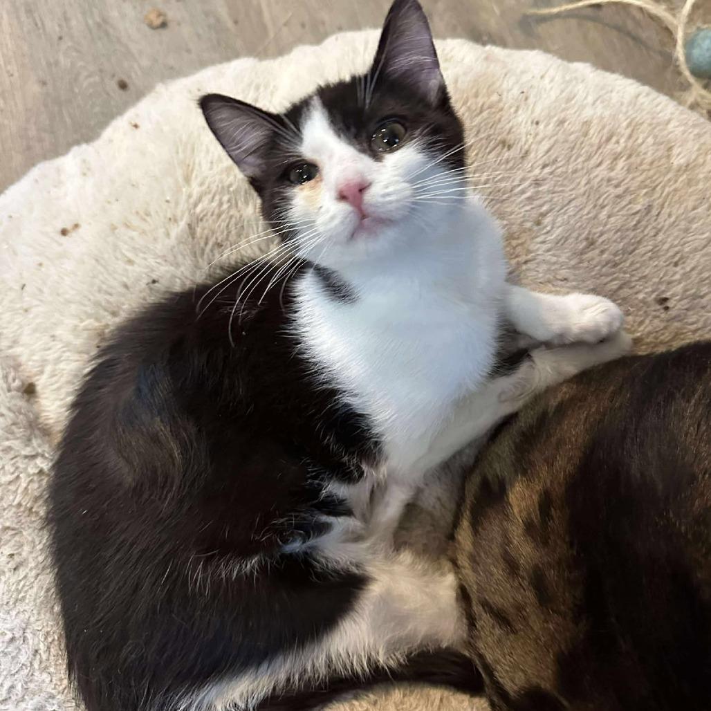 Enlarge Dot Estes, a Adoptable Domestic Short Hair in Eagle Mountain, UT image 1/1