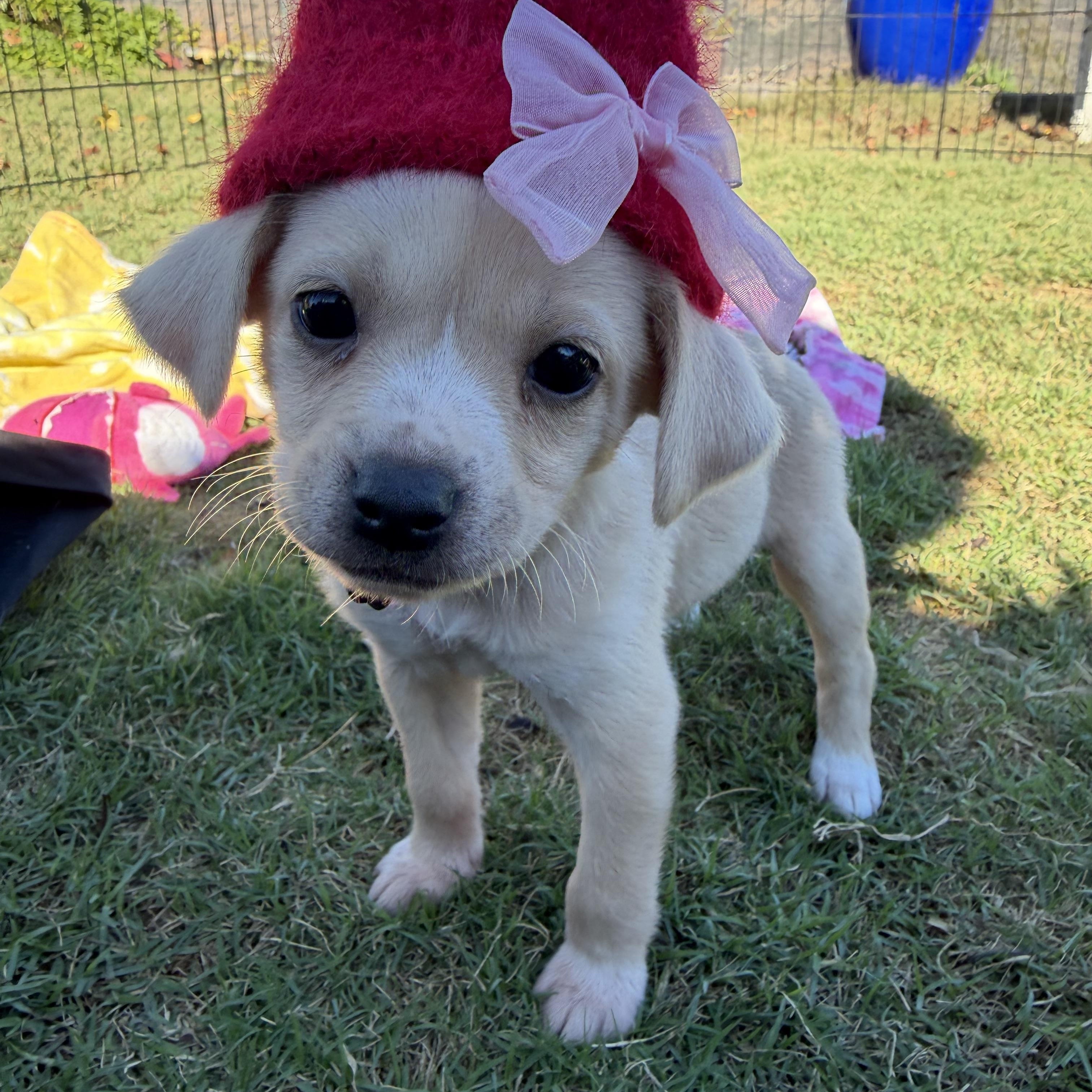 Gingersnap, Adoptable, Puppy Female Chiweenie & Rat Terrier.