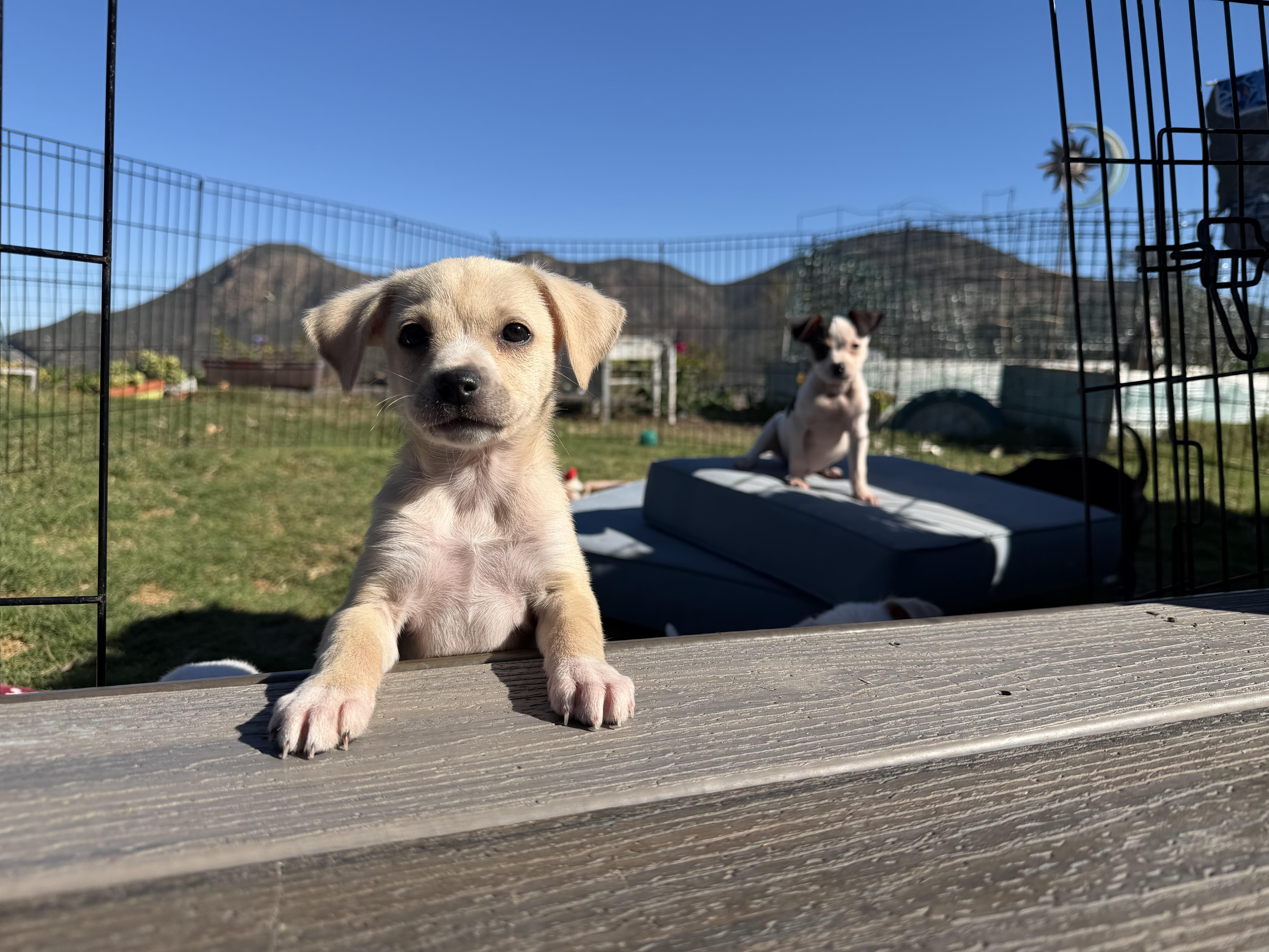 Gingersnap, a Adoptable mixed breed in San Diego, CA image 2/2