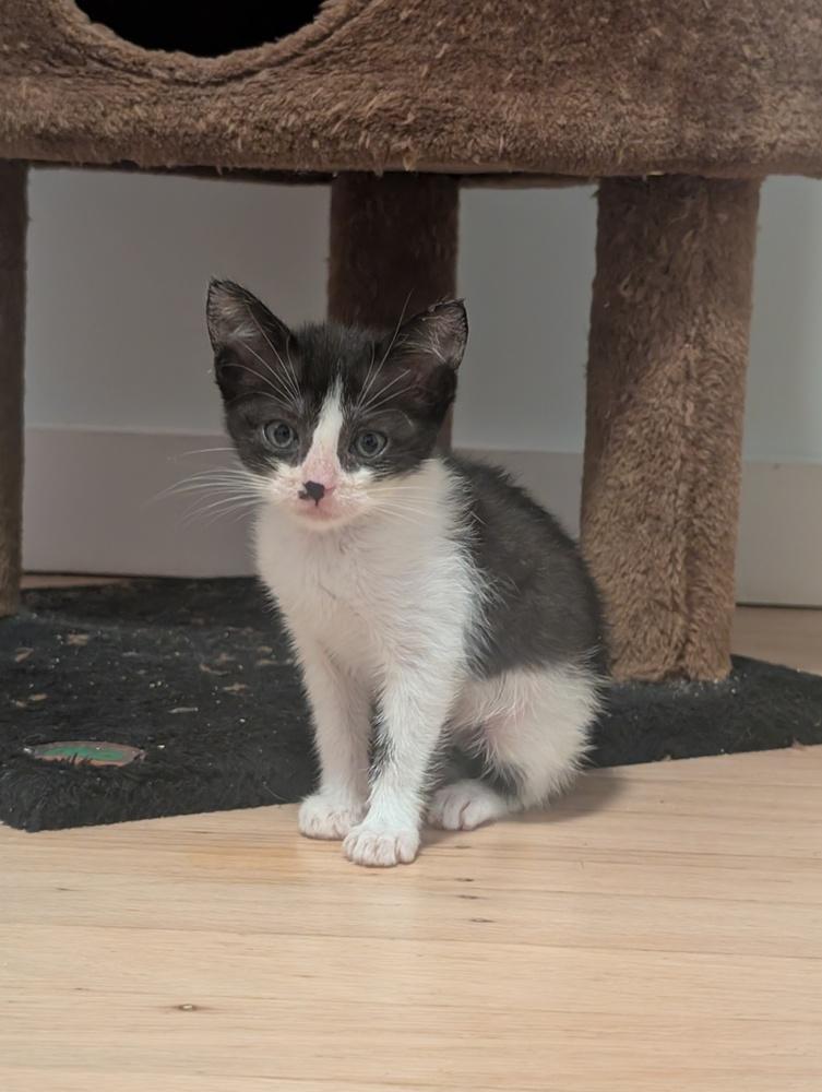 Milk and Cookies, a Adoptable mixed breed in Pacifica, CA image 1/4