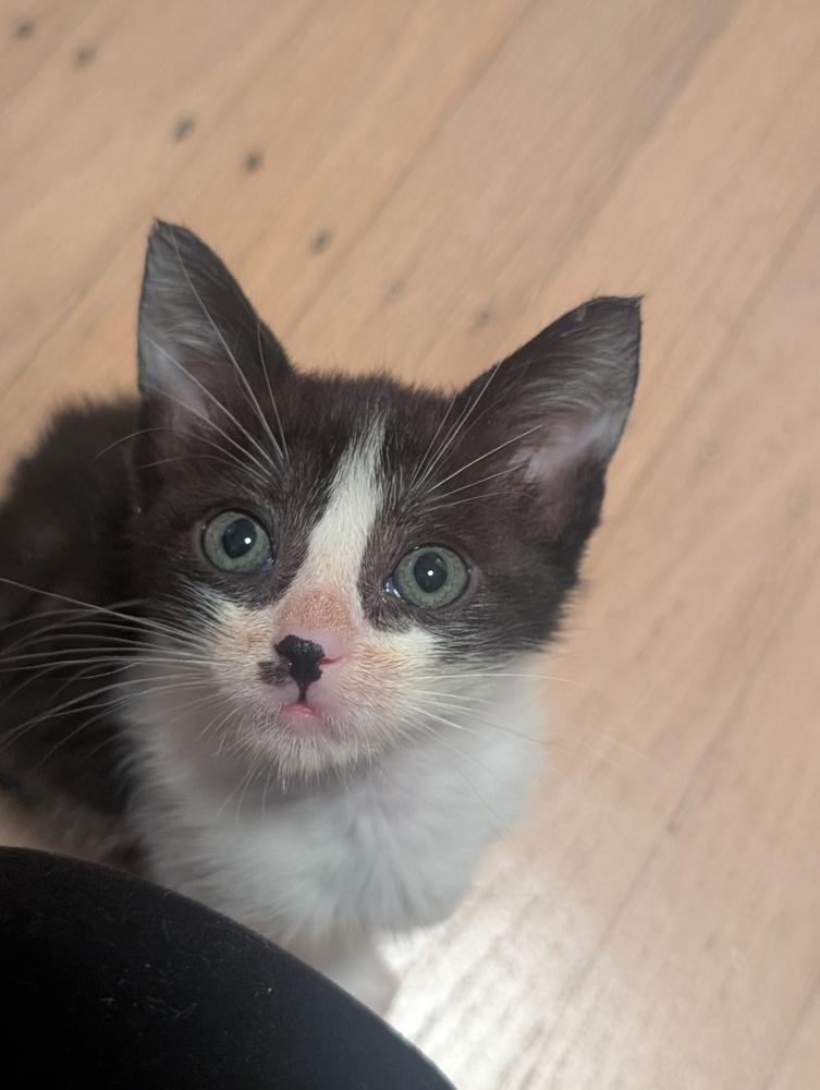 Milk and Cookies, a Adoptable mixed breed in Pacifica, CA image 4/4