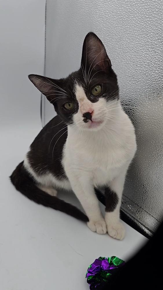 Enlarge Milk and Cookies, a Adoptable mixed breed in Pacifica, CA image 5/5