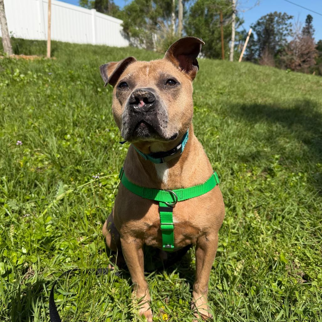 King, Adoptable, Adult Male Terrier & Terrier.
