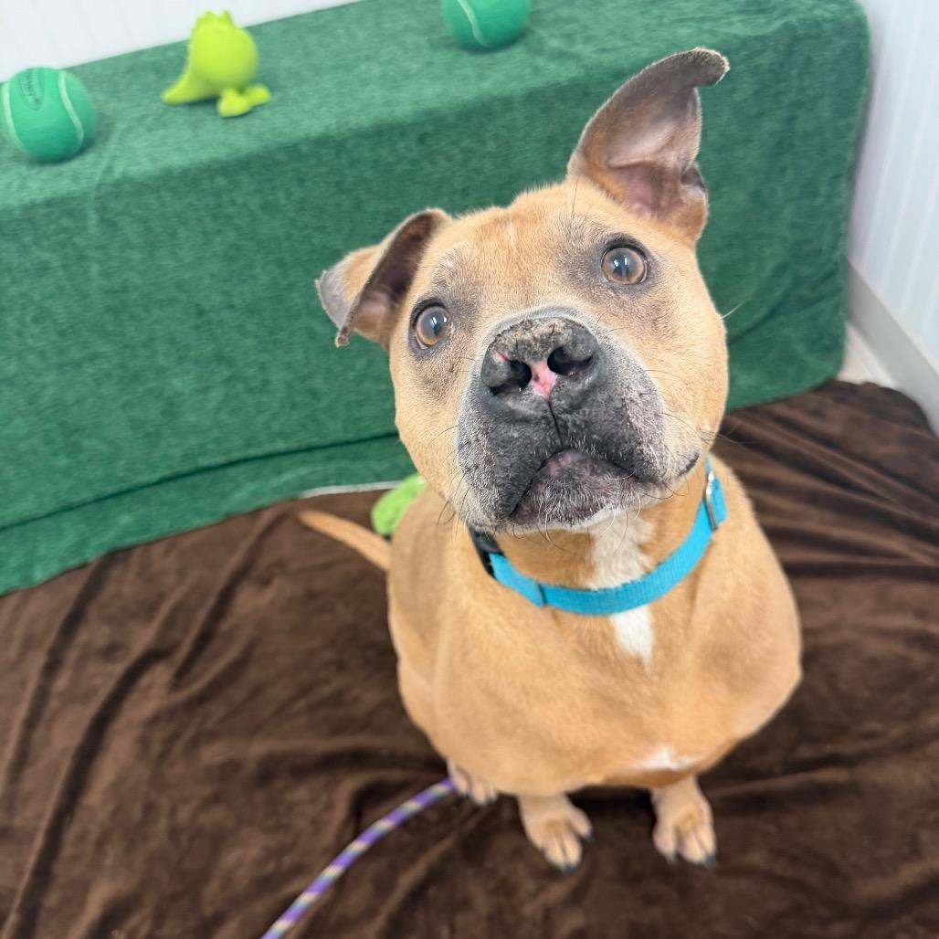 Enlarge King, a Adoptable mixed breed in Clearwater, FL image 2/4