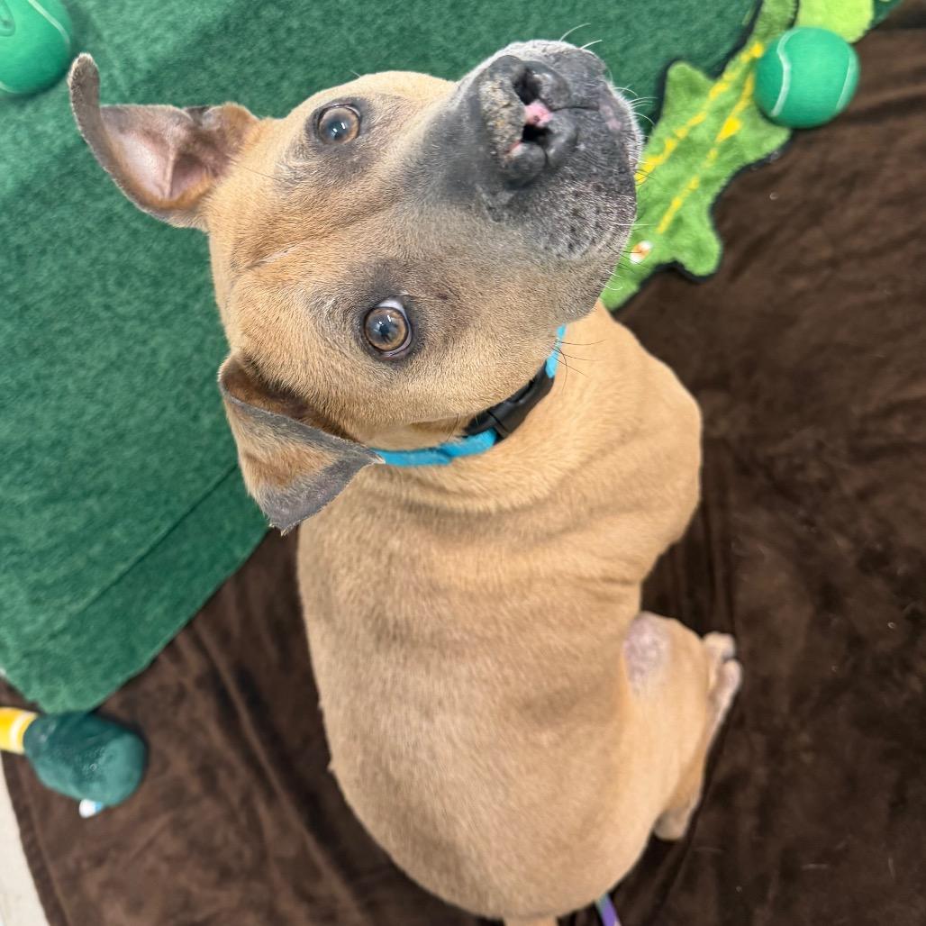 Enlarge King, a Adoptable mixed breed in Clearwater, FL image 3/4