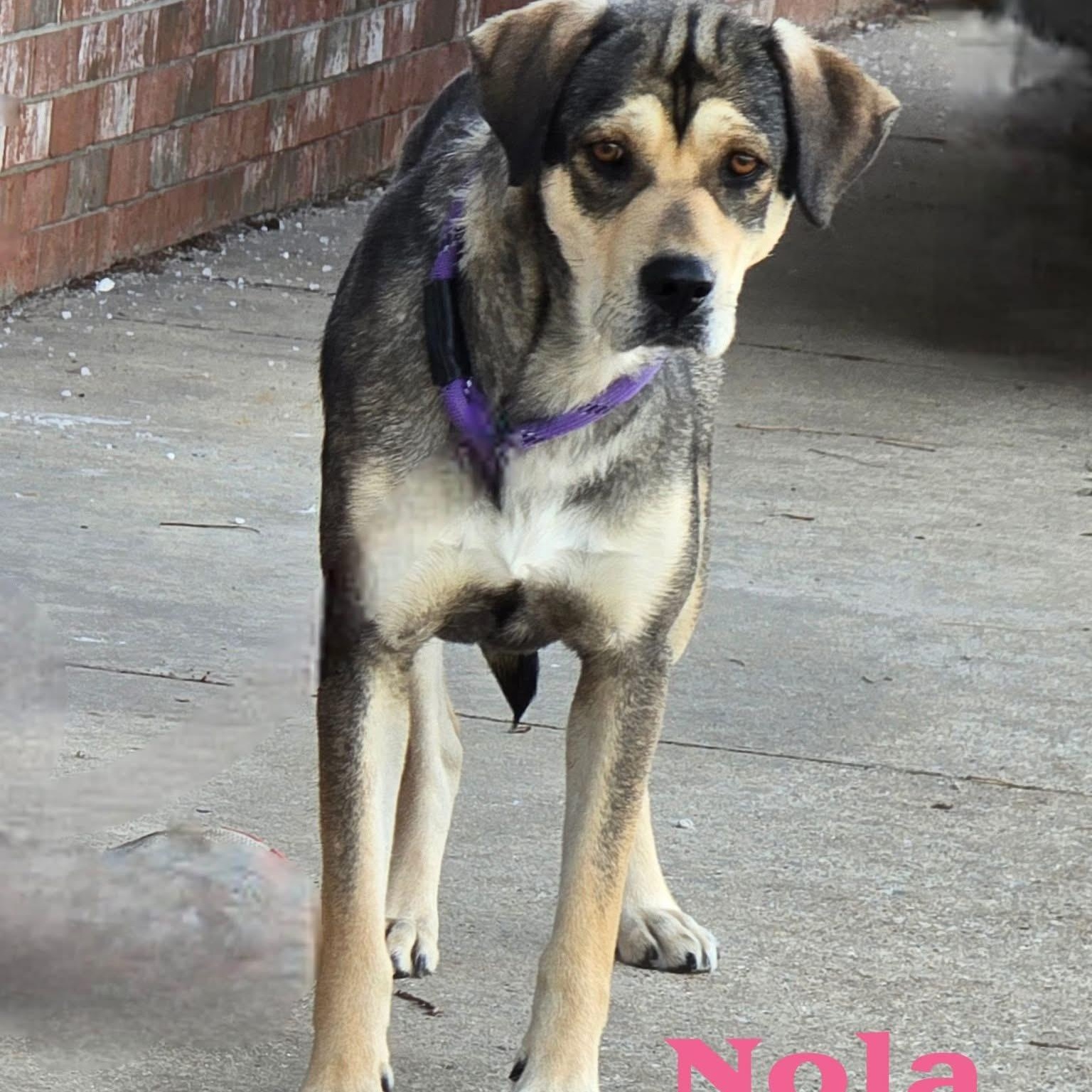 Enlarge Nola, a ADOPTABLE mixed breed in Joliet, IL image 1/1