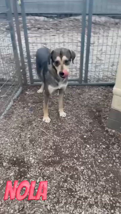 Enlarge Nola, a ADOPTABLE mixed breed in Joliet, IL video 2/2