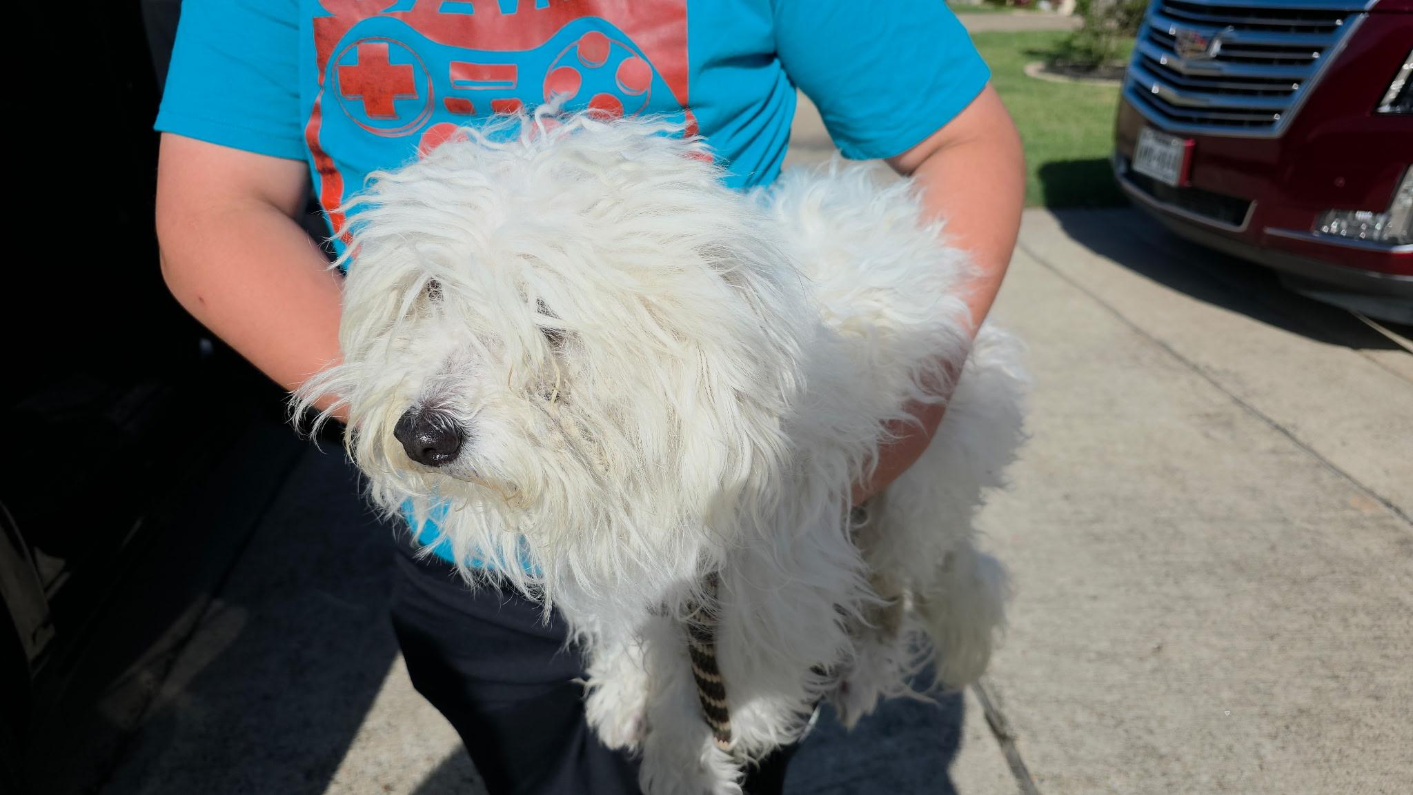 Enlarge Refugiado OR14357-Thw, an adopted Maltipoo in Beaverton, OR image 1/1