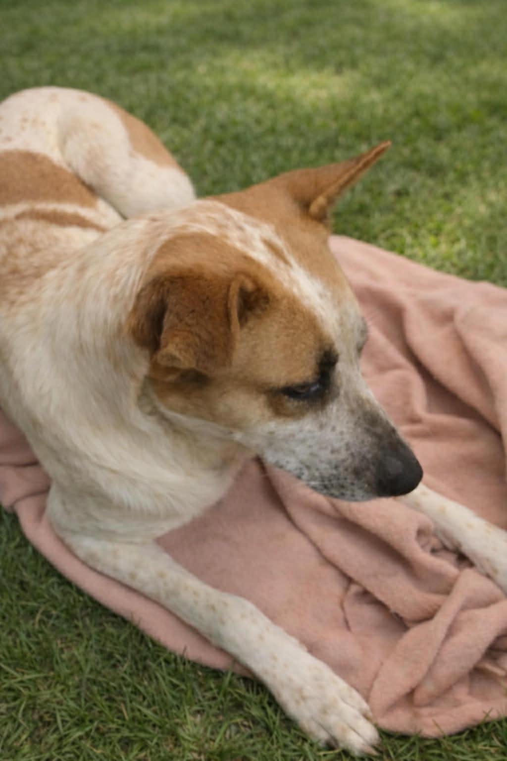 Enlarge Sugar, a ADOPTABLE mixed breed in Mount Holly, NJ image 5/6