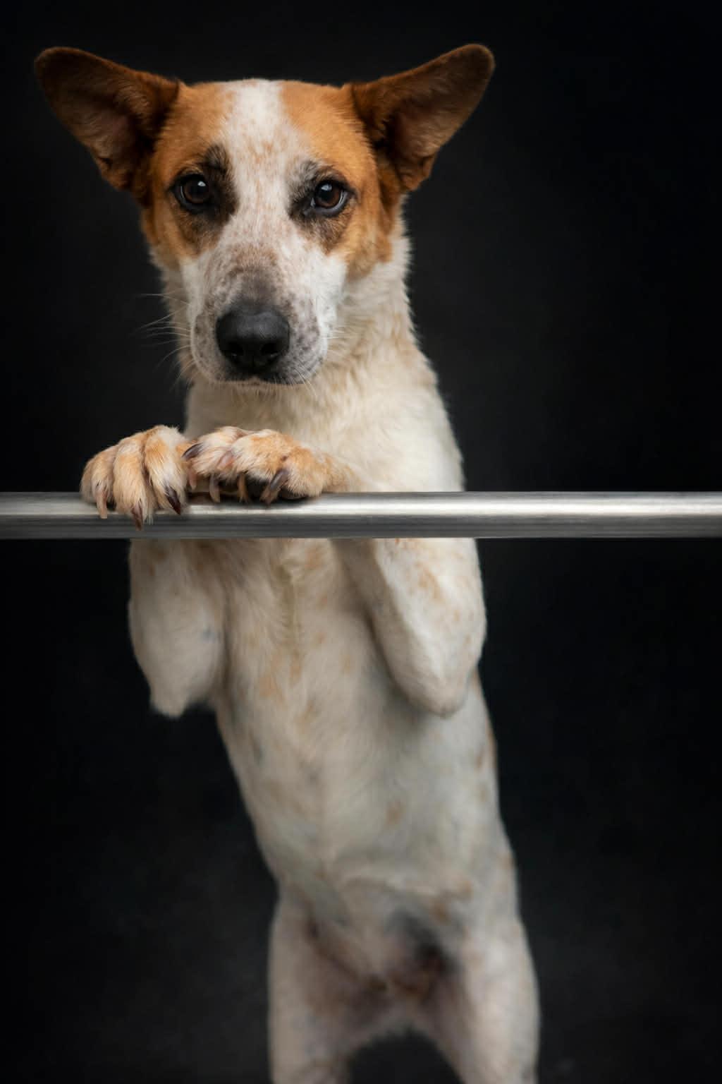 Enlarge Sugar, a ADOPTABLE mixed breed in Mount Holly, NJ image 4/6