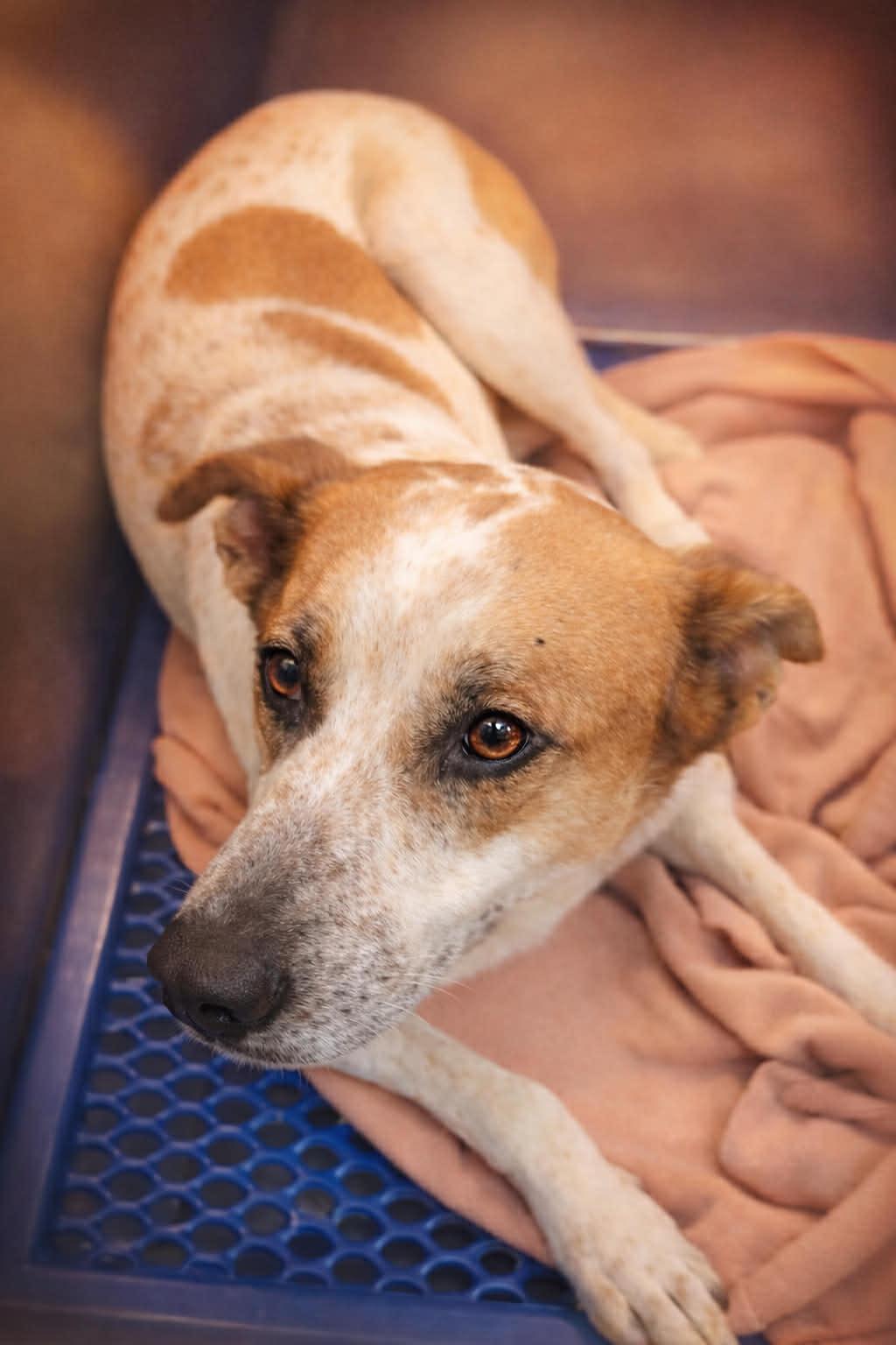 Enlarge Sugar, a ADOPTABLE mixed breed in Mount Holly, NJ image 6/6