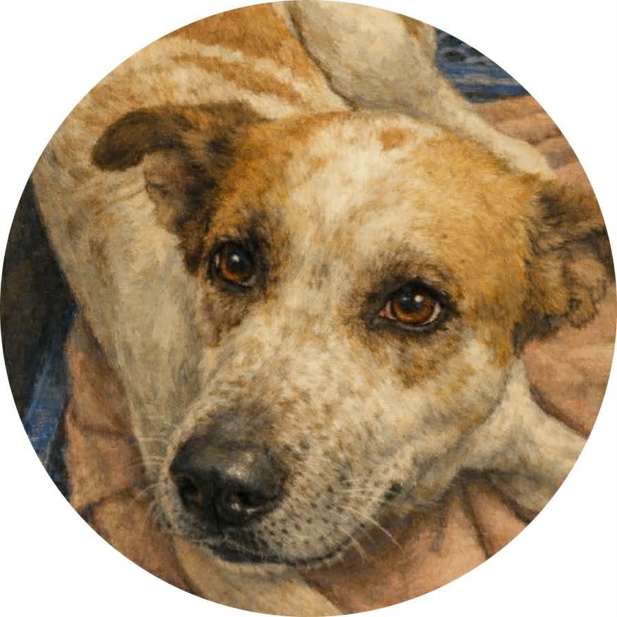 Enlarge Sugar, a ADOPTABLE mixed breed in Mount Holly, NJ image 1/6