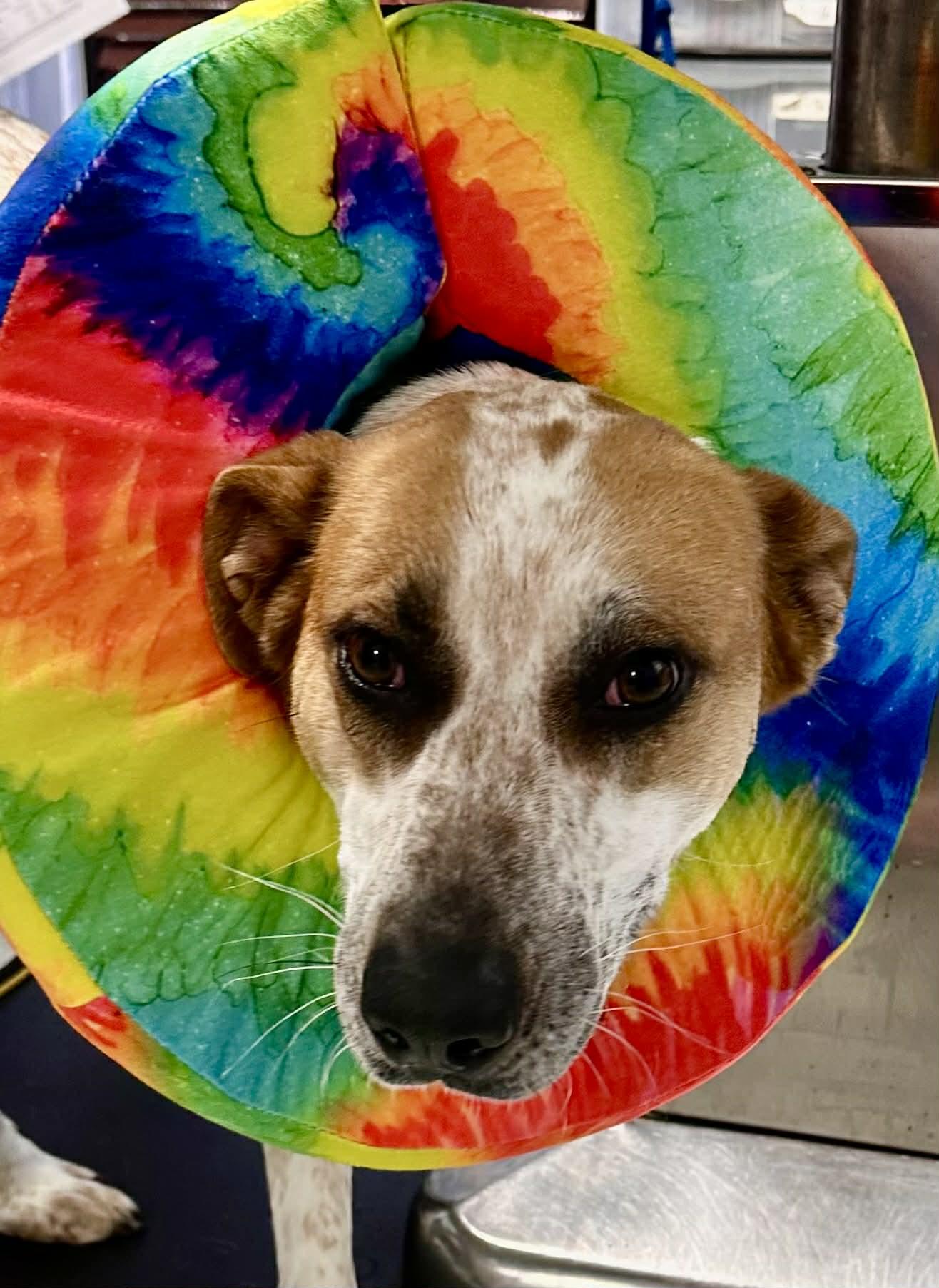 Enlarge Sugar, a ADOPTABLE mixed breed in Mount Holly, NJ image 3/6