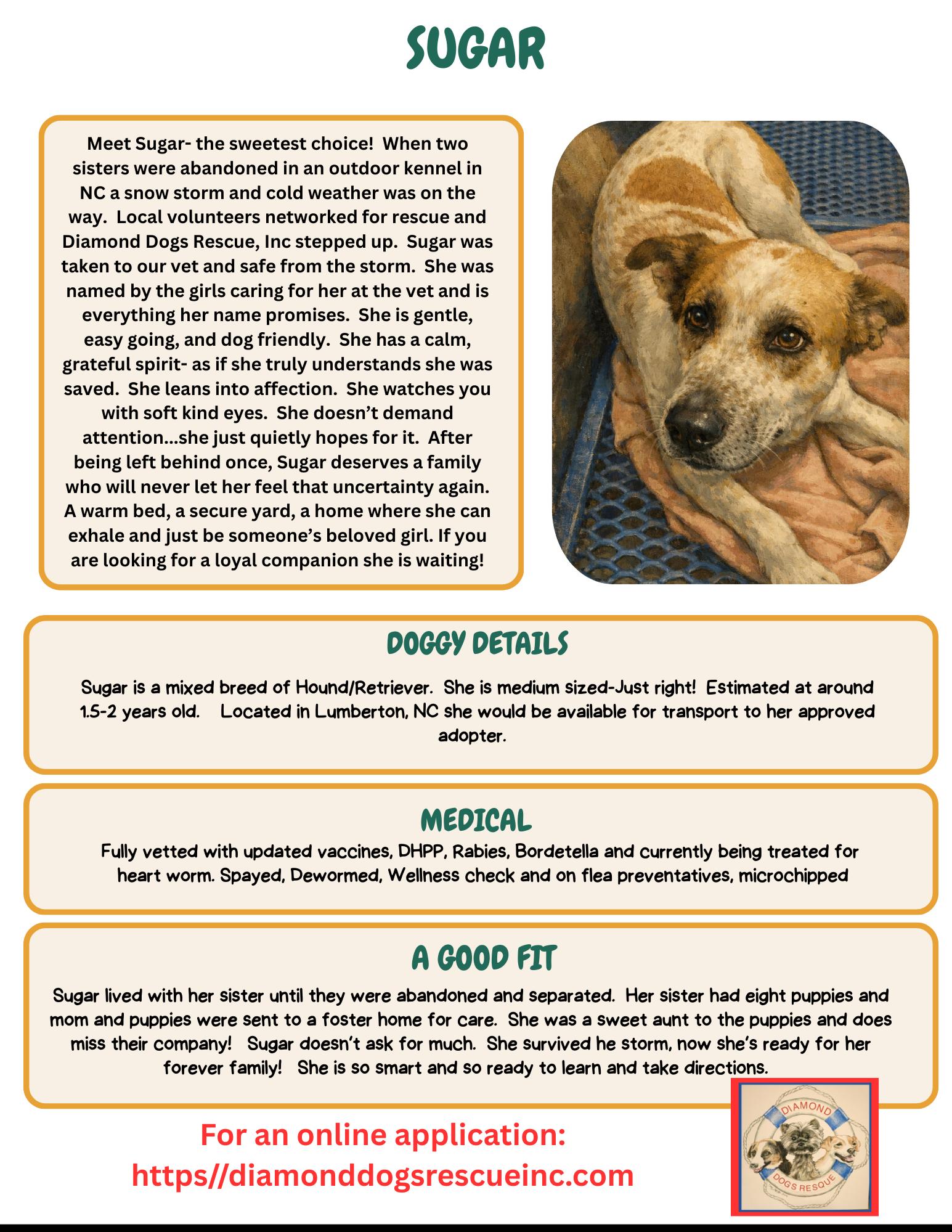 Enlarge Sugar, a ADOPTABLE mixed breed in Mount Holly, NJ image 2/6