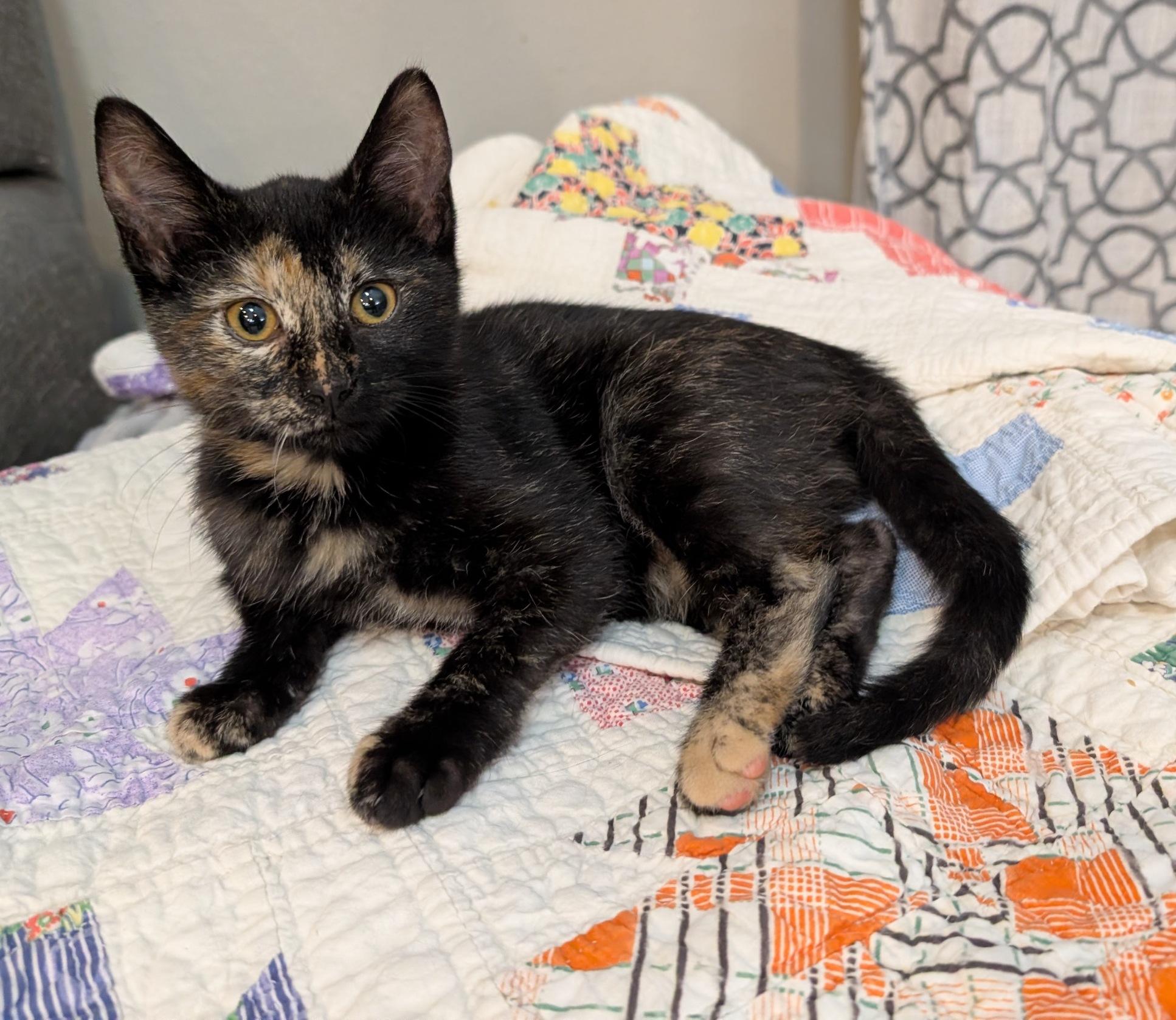 Phantom, a Adoptable Domestic Short Hair in Fairview Heights, IL image 6/6