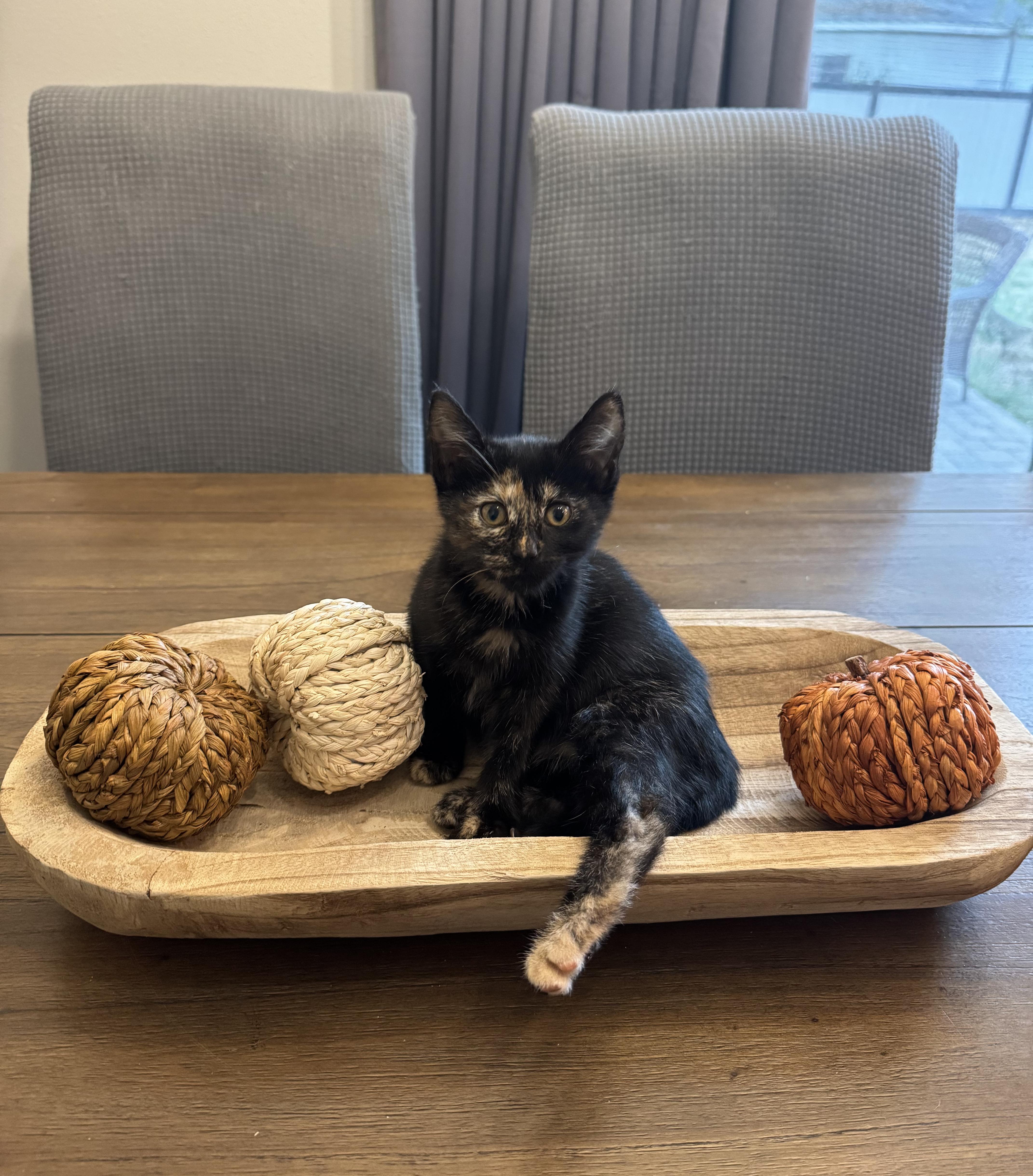 Phantom, a Adoptable Domestic Short Hair in Fairview Heights, IL image 1/6