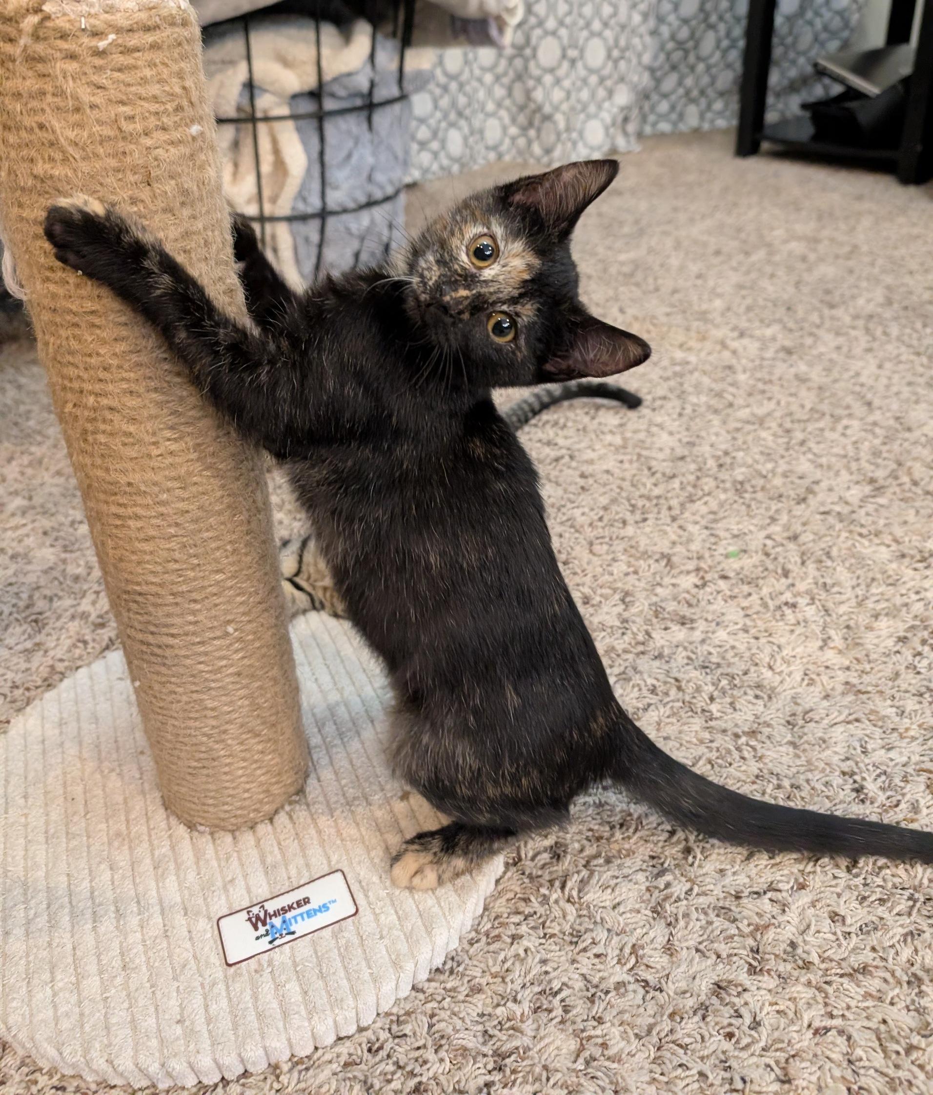 Phantom, a Adoptable Domestic Short Hair in Fairview Heights, IL image 2/6